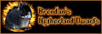 Brendan's Netherland Dwarfs