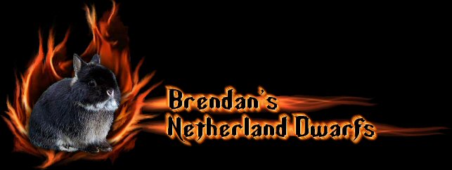 Brendan's 

Netherland Dwarfs - Specializing in Black Otter